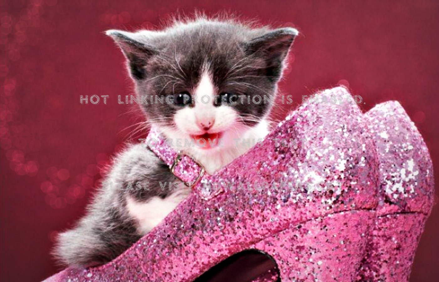 Free kitty glitter slot