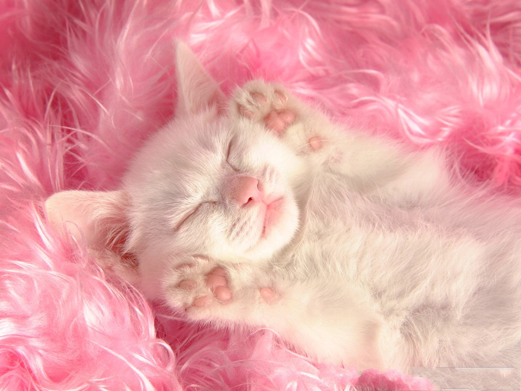 핑크 고양이 벽지,고양이,분홍,중소형 고양이,felidae,모피