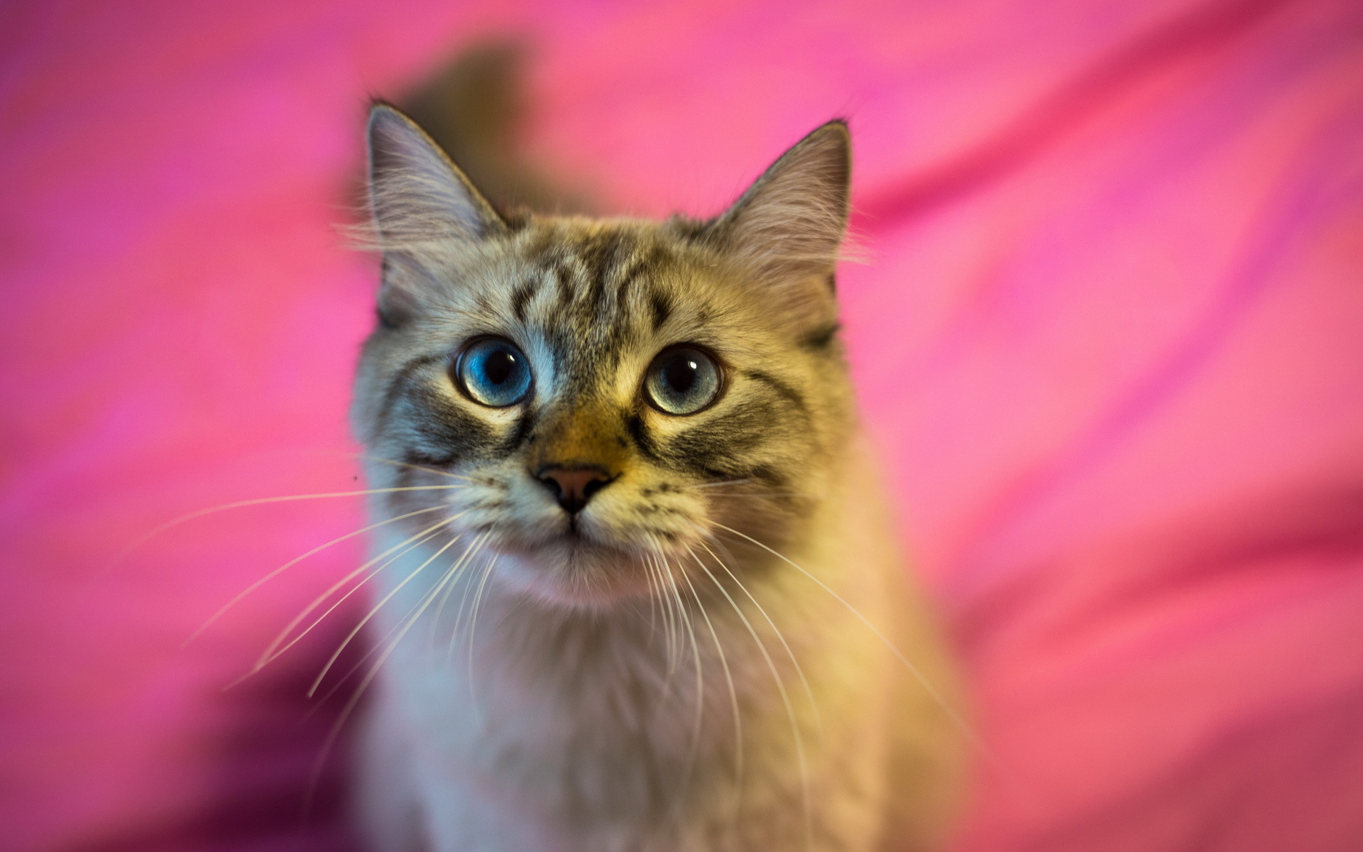 pink cat wallpaper,cat,mammal,vertebrate,small to medium sized cats,whiskers