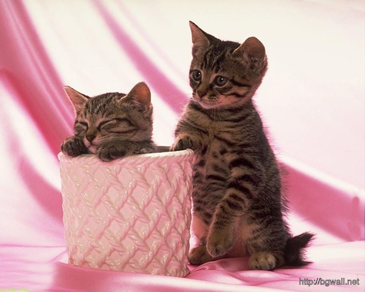 fond d'écran chat rose,chat,chats de petite à moyenne taille,félidés,chat tigré,shorthair européen