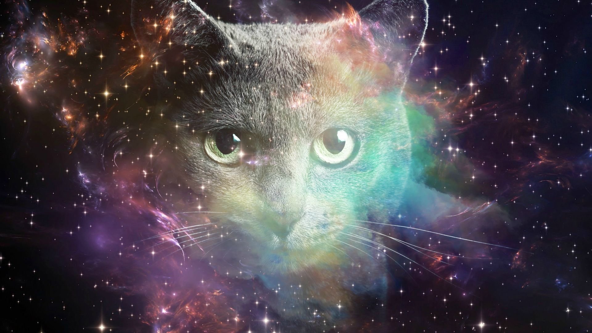 carta da parati gatto spaziale,nebulosa,spazio,galassia,universo,spazio