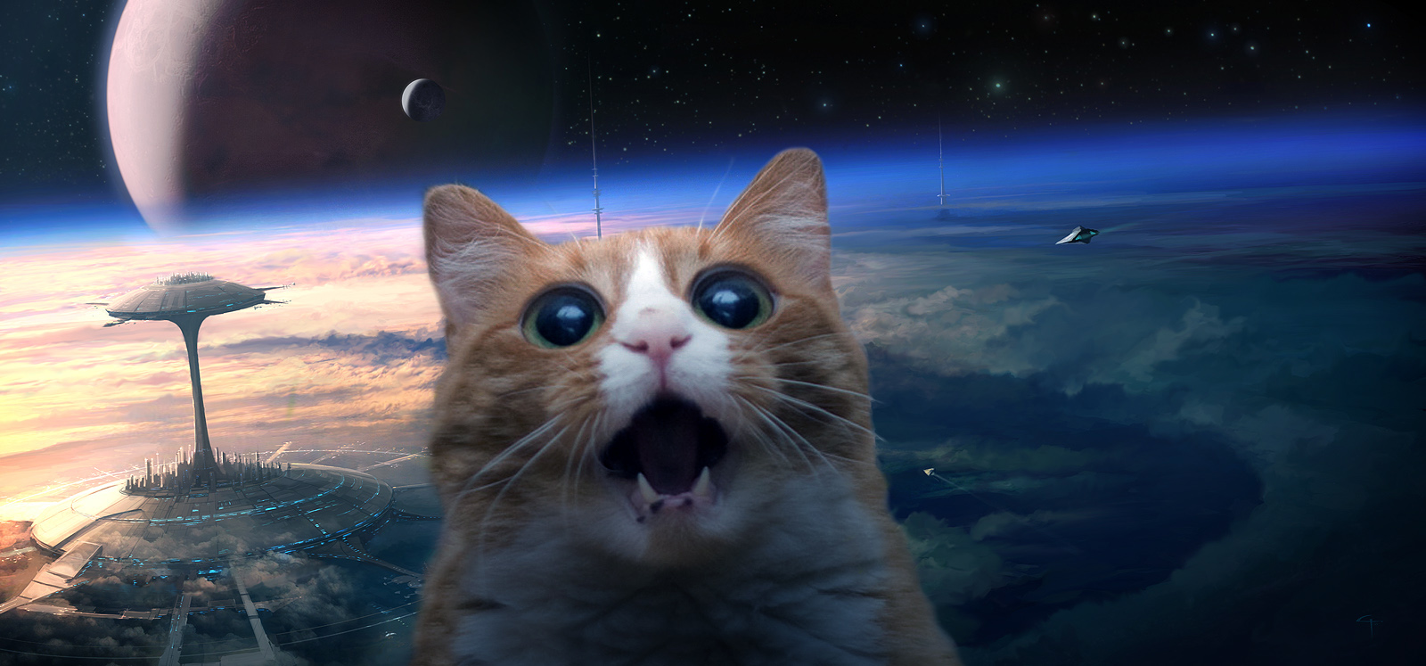 space cat wallpaper,cat,whiskers,sky,felidae,small to medium sized cats