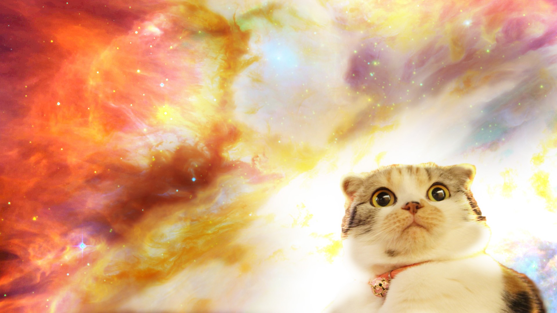 space cat wallpaper,cat,small to medium sized cats,felidae,sky,whiskers