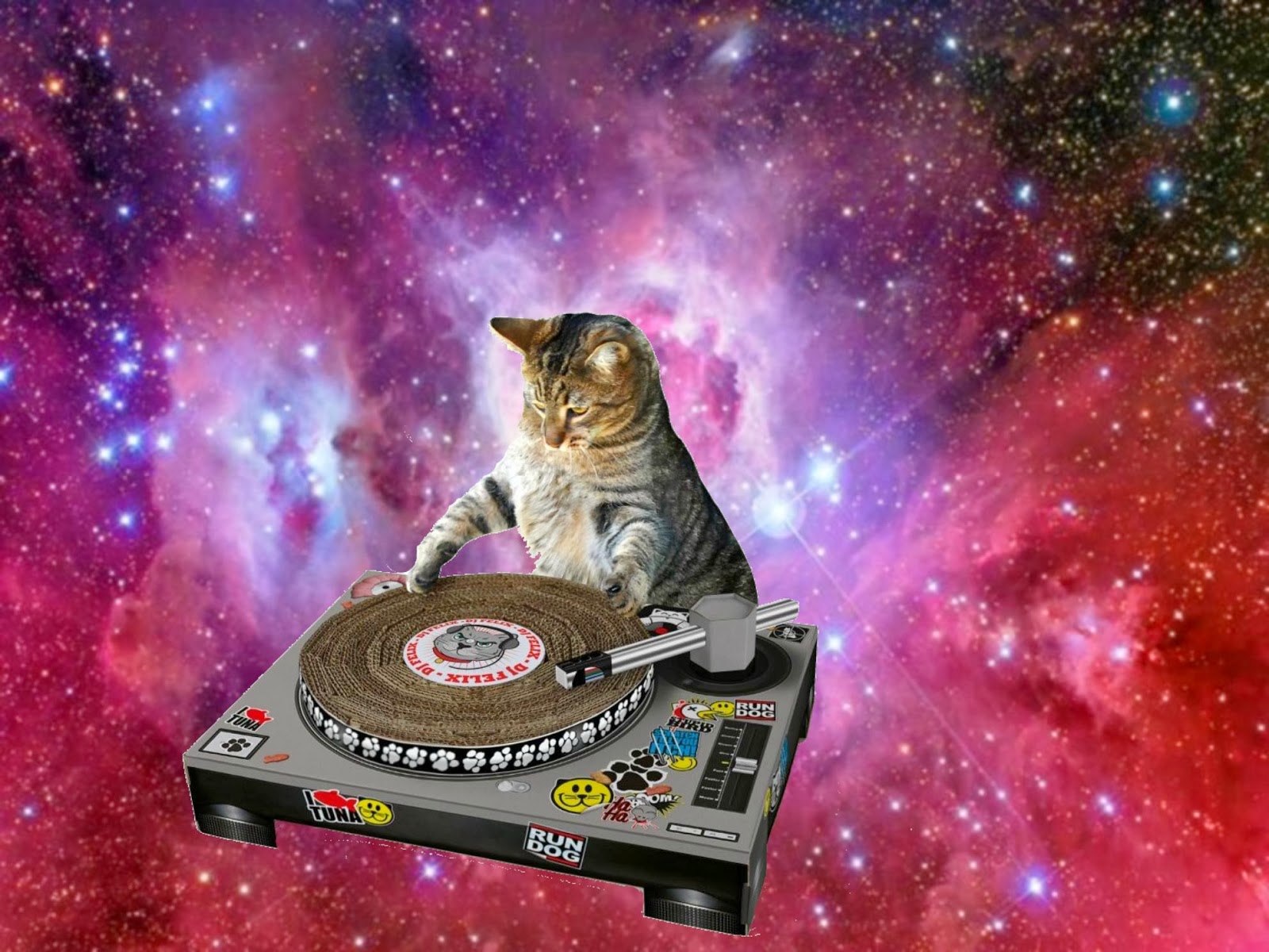 우주 고양이 벽지,우주,전자 제품,고양이,우주,과학 기술