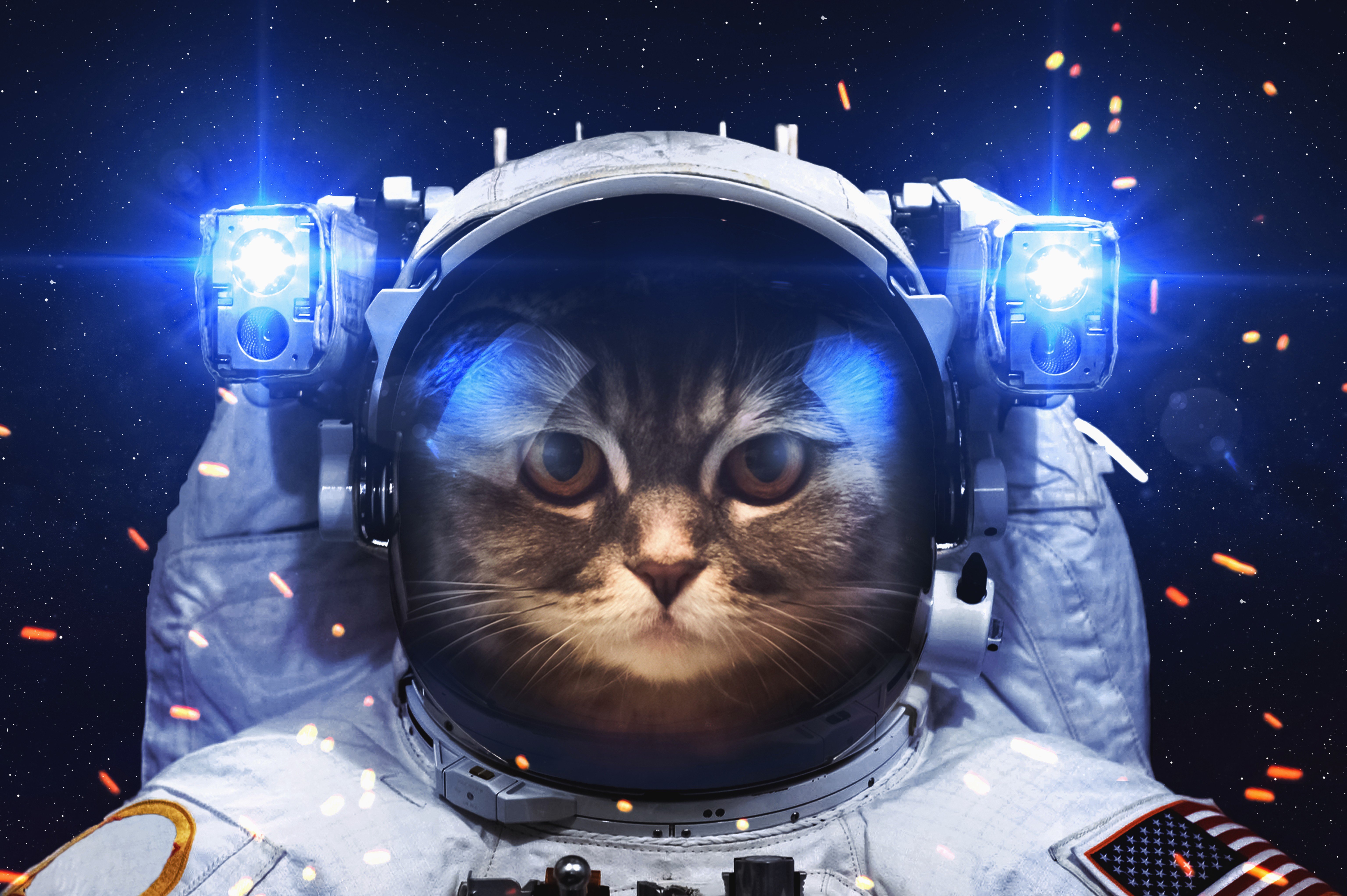 space cat wallpaper,astronaut,space,outer space,photography,illustration