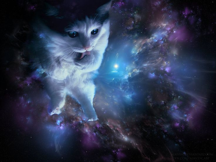 fond d'écran de chat de l'espace,chat,ciel,ténèbres,moustaches,félidés