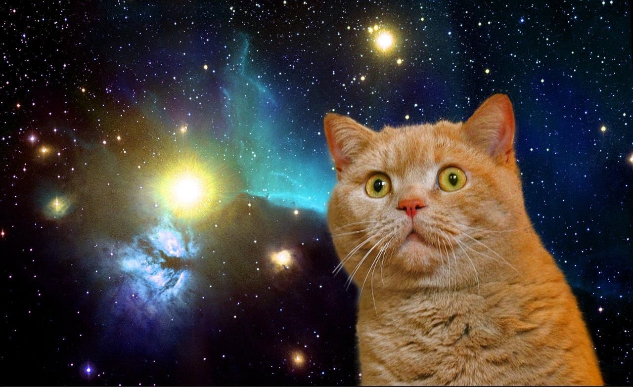 fond d'écran de chat de l'espace,chat,chats de petite à moyenne taille,félidés,ciel,moustaches