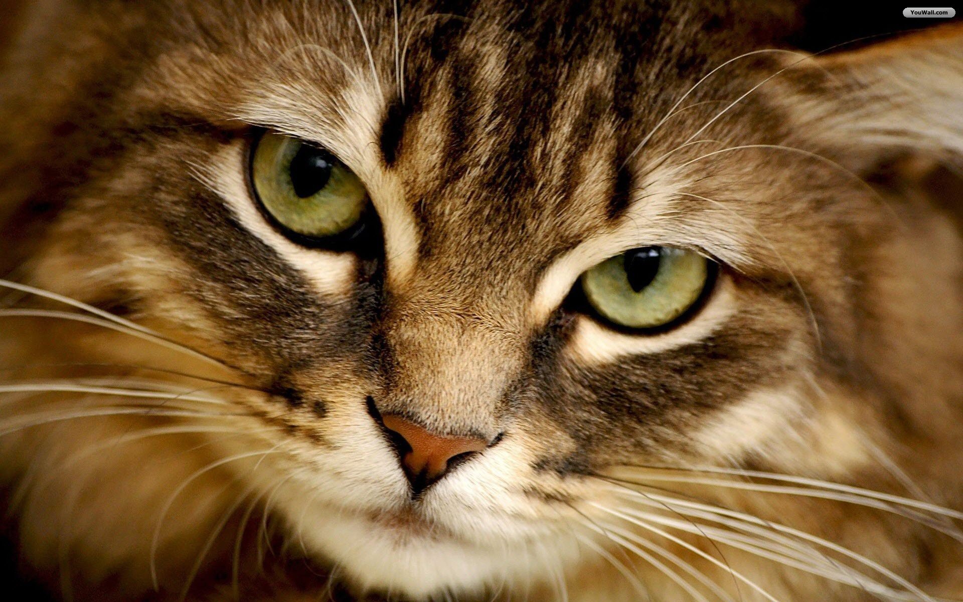 fond d'écran de visage de chat,chat,moustaches,chats de petite à moyenne taille,félidés,chat tigré