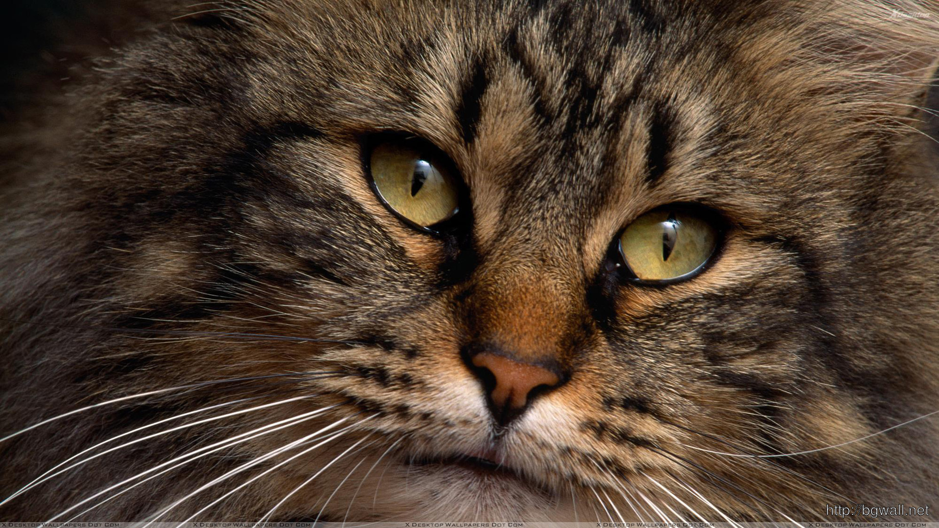 fondo de pantalla de cara de gato,gato,bigotes,gatos pequeños a medianos,felidae,gato atigrado