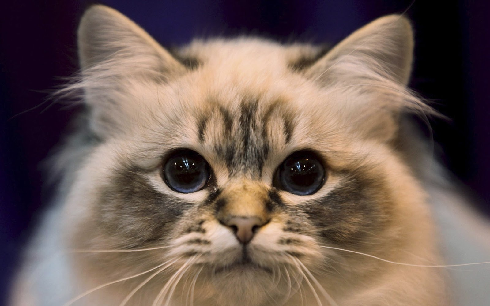 fond d'écran de visage de chat,chat,moustaches,chats de petite à moyenne taille,félidés,museau