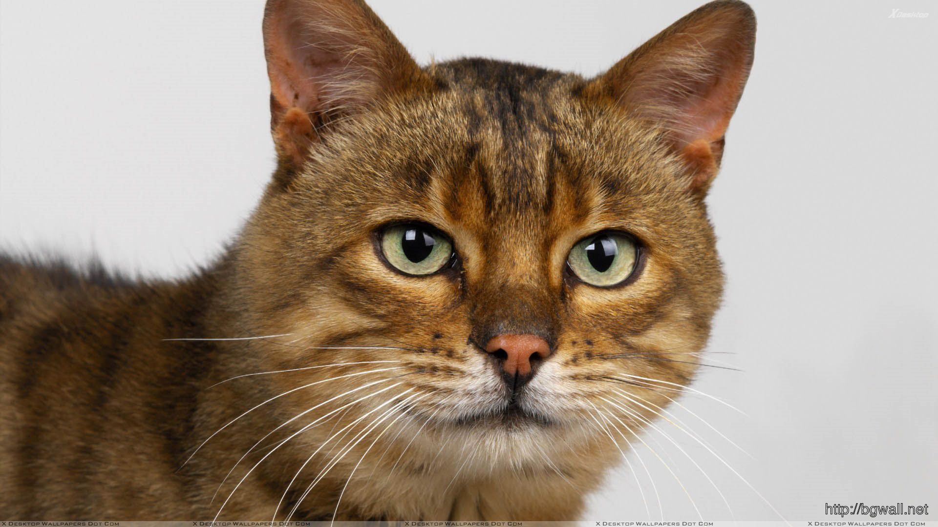 carta da parati faccia di gatto,gatto,gatti di piccola e media taglia,barba,felidae,gatto soriano