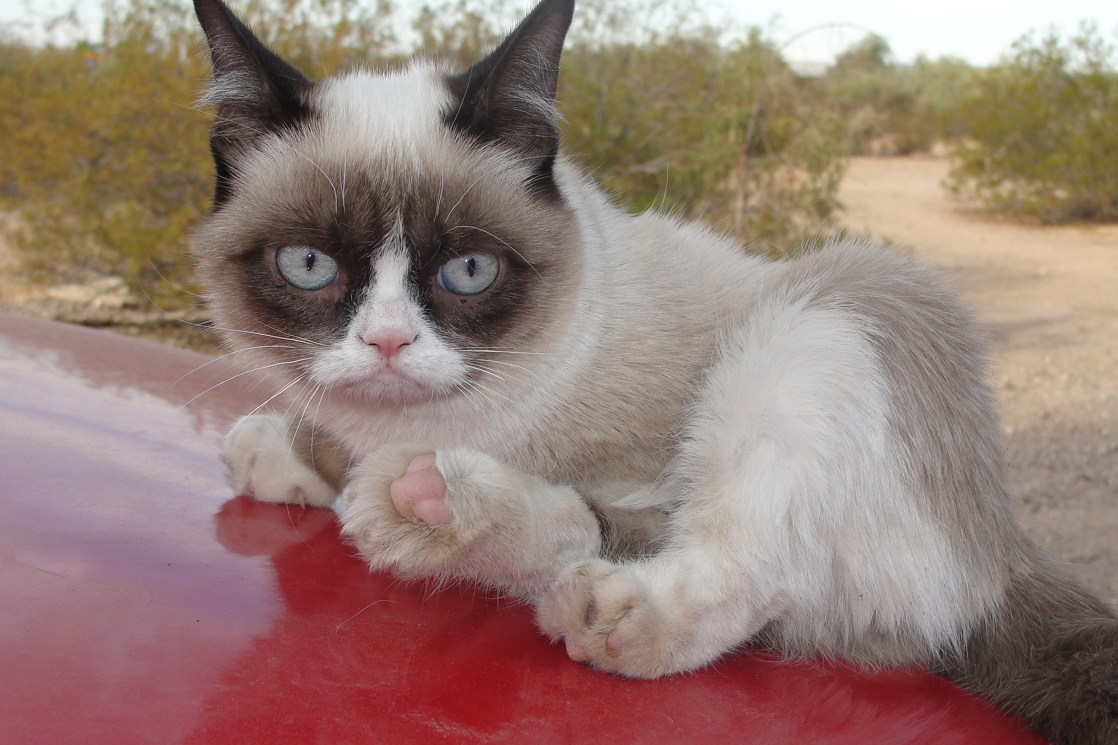 gato foto fondo de pantalla,gato,gatos pequeños a medianos,felidae,bigotes,hocico