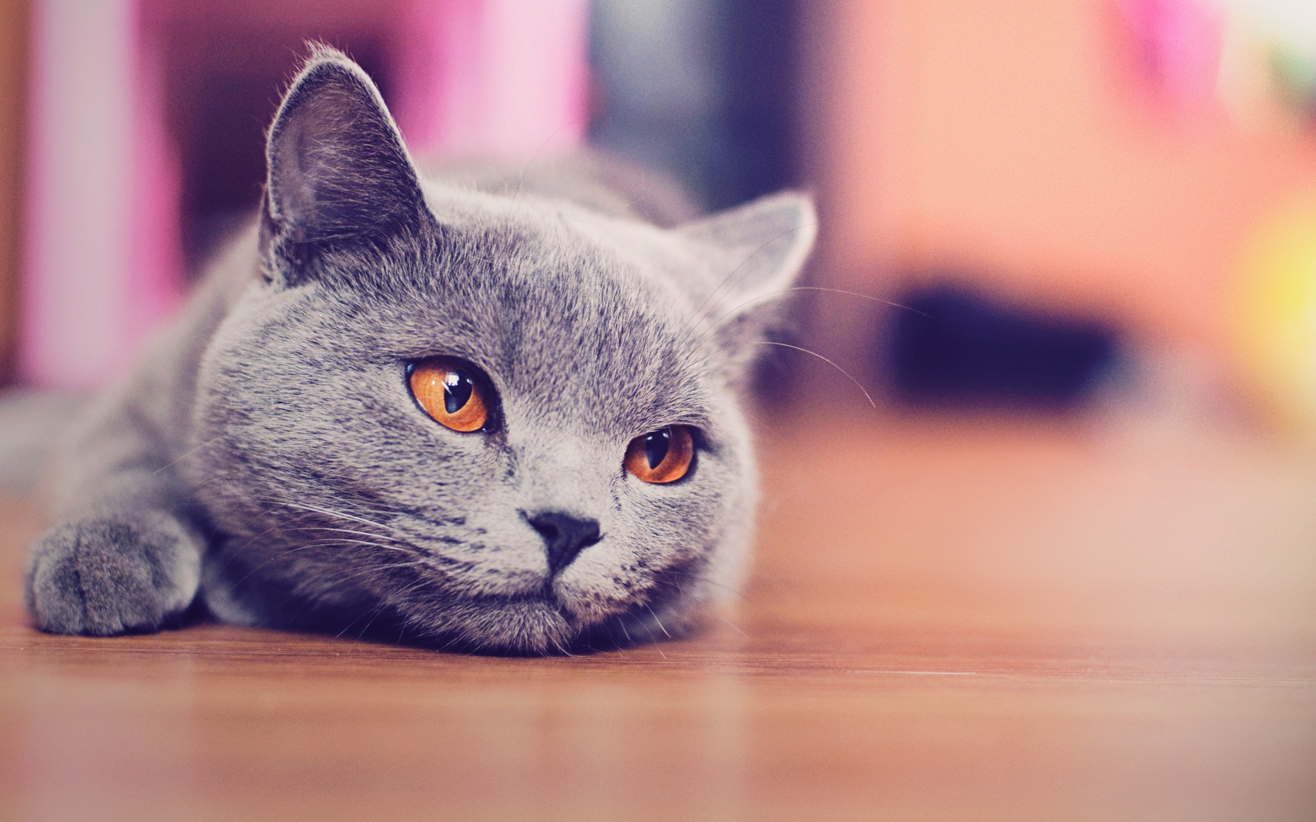 carta da parati gatto blu,gatto,gatti di piccola e media taglia,felidae,barba,pelo corto britannico