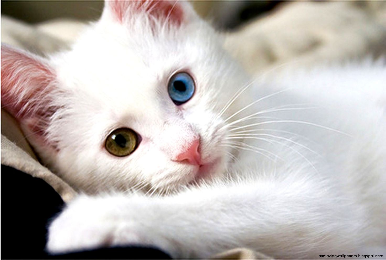 파란 고양이 벽지,고양이,중소형 고양이,felidae,구레나룻,카오 마니