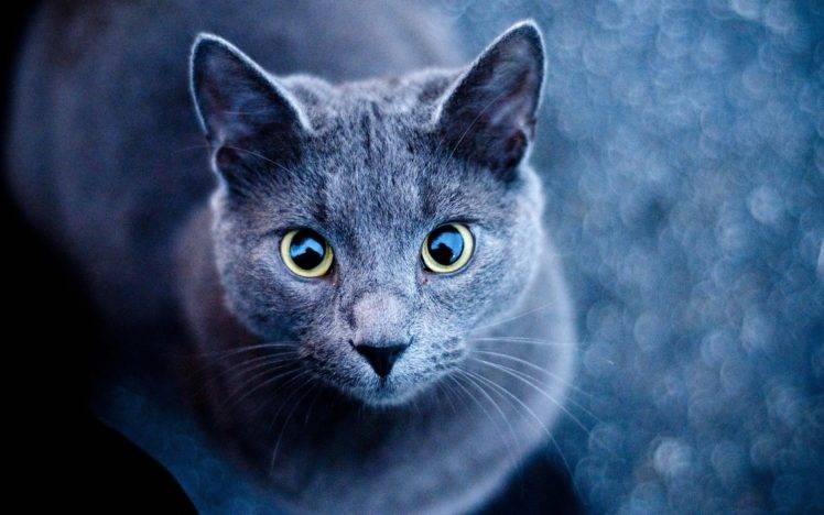 파란 고양이 벽지,고양이,중소형 고양이,구레나룻,felidae,코랏