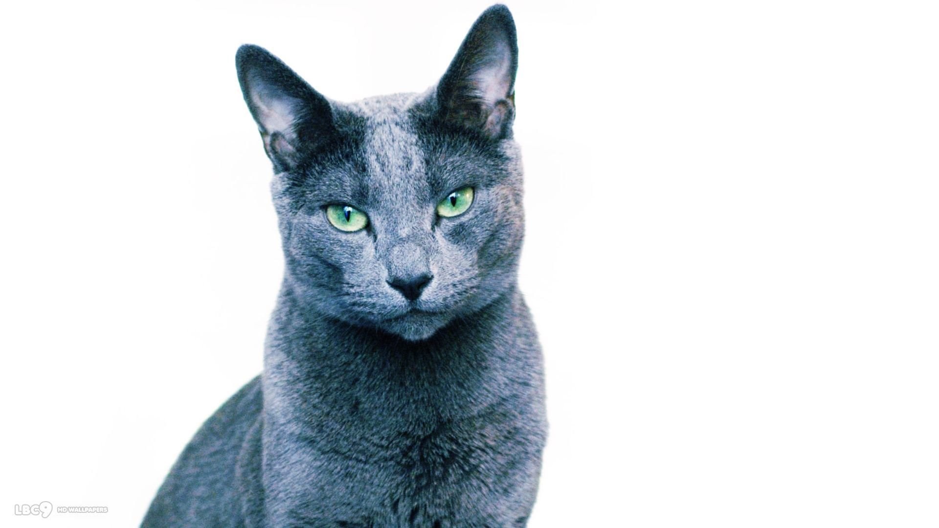 파란 고양이 벽지,고양이,중소형 고양이,felidae,러시아 블루,구레나룻