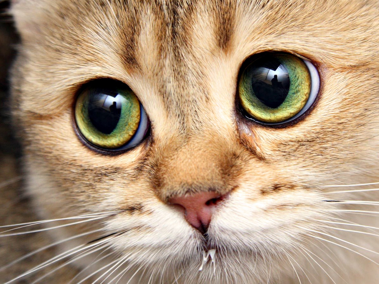cat face wallpaper,cat,mammal,vertebrate,whiskers,small to medium sized cats
