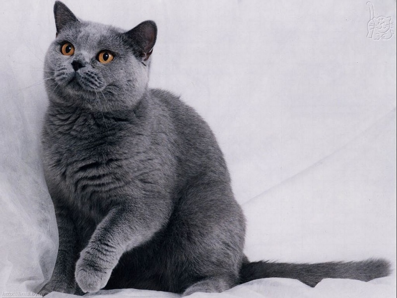 fond d'écran chat bleu,chat,chats de petite à moyenne taille,shorthair britannique,félidés,bleu russe