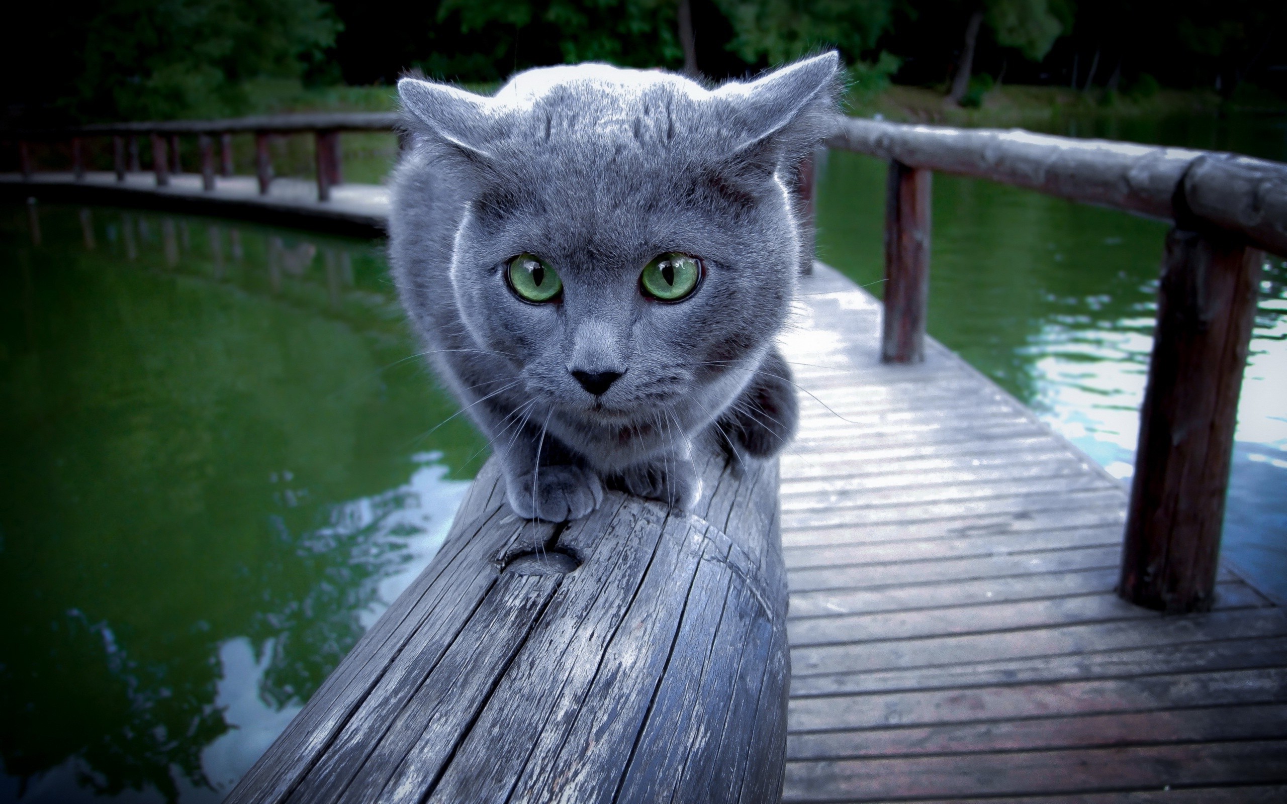 blue cat wallpaper,cat,mammal,felidae,small to medium sized cats,whiskers