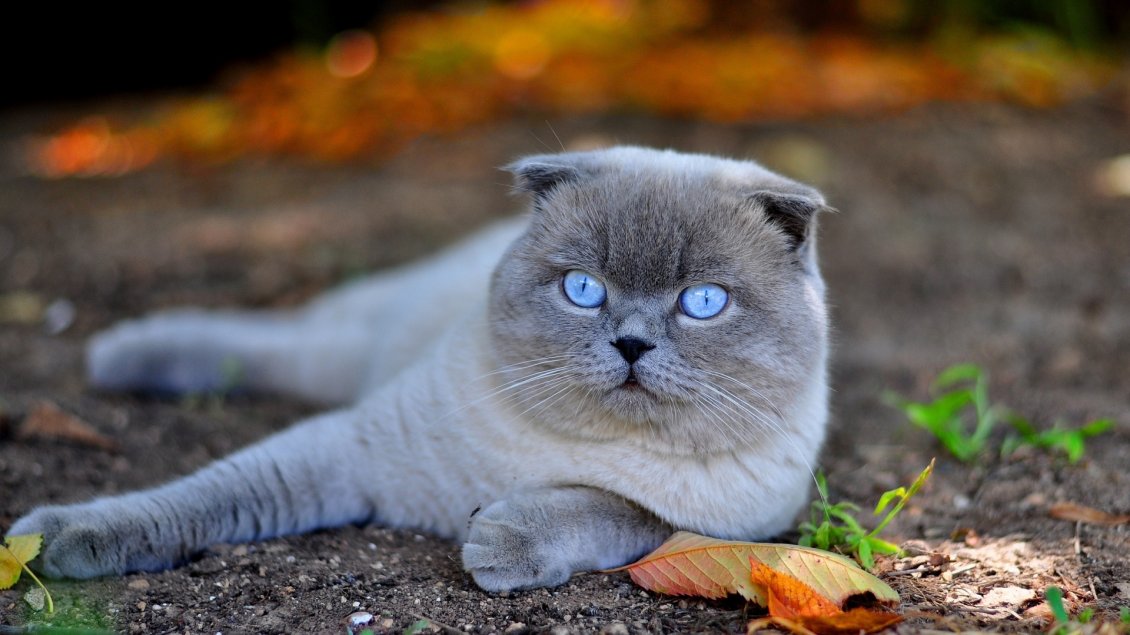 파란 고양이 벽지,고양이,중소형 고양이,felidae,영국 쇼트 헤어,구레나룻