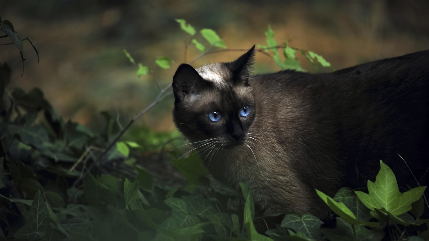파란 고양이 벽지,고양이,felidae,중소형 고양이,구레나룻,시암 사람