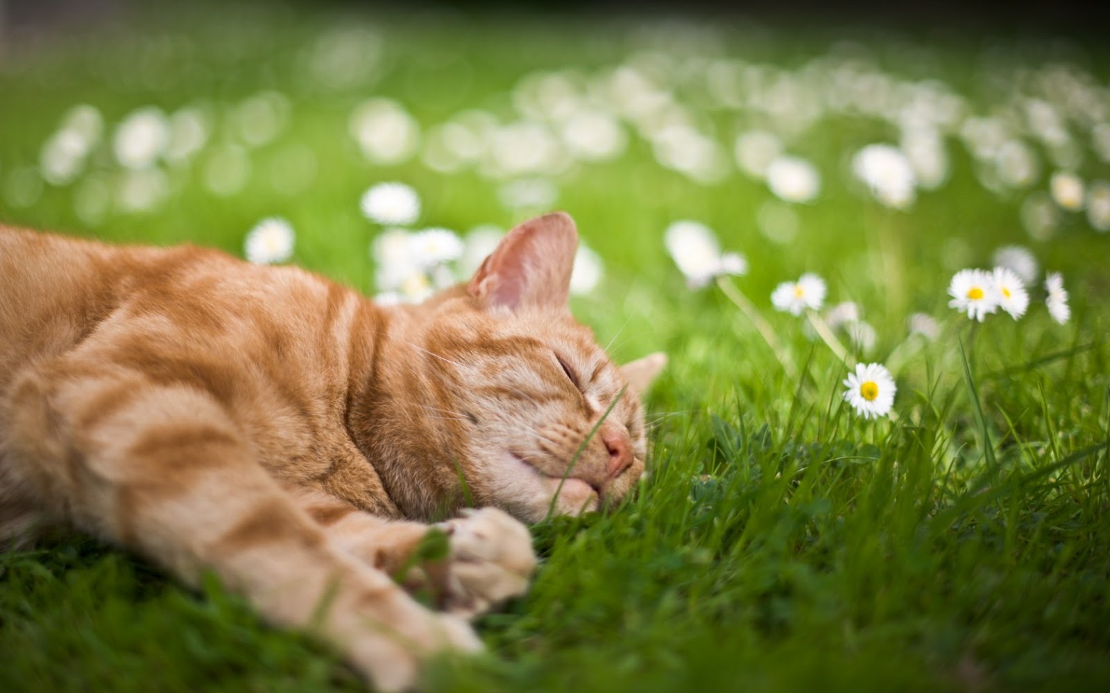 cat pic wallpaper,cat,small to medium sized cats,felidae,grass,nature