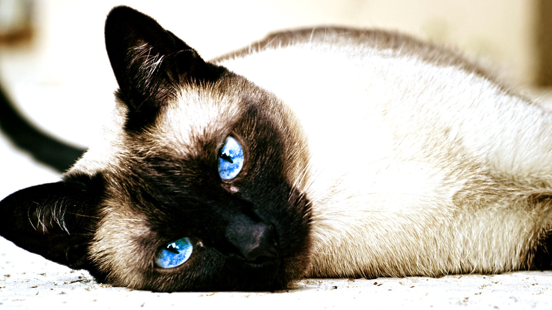 blue cat wallpaper,cat,mammal,siamese,vertebrate,small to medium sized cats