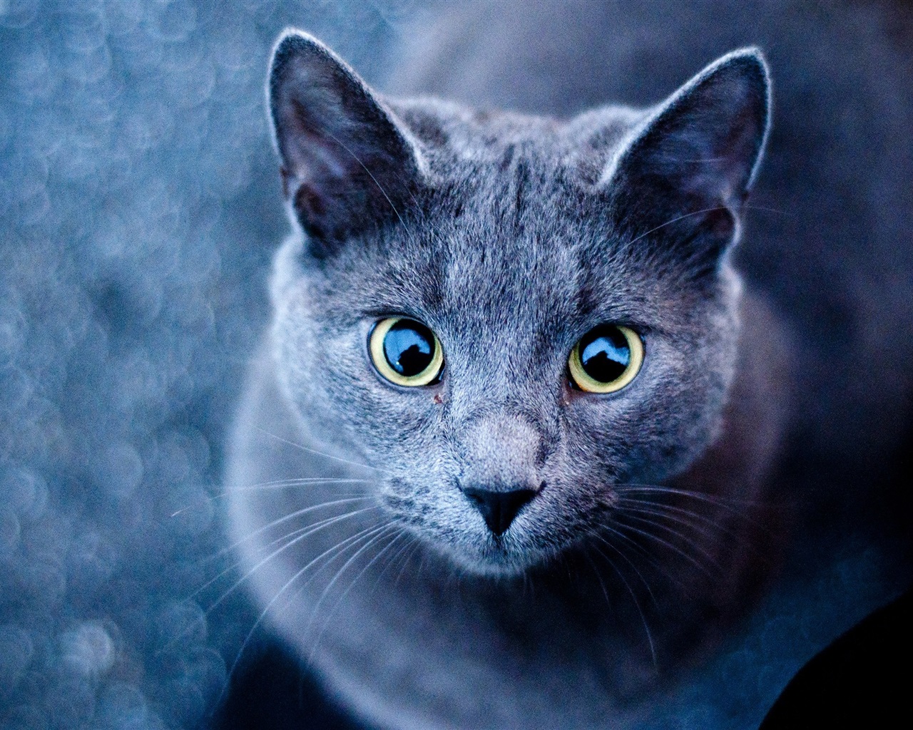 고양이 얼굴 벽지,고양이,중소형 고양이,felidae,구레나룻,코랏