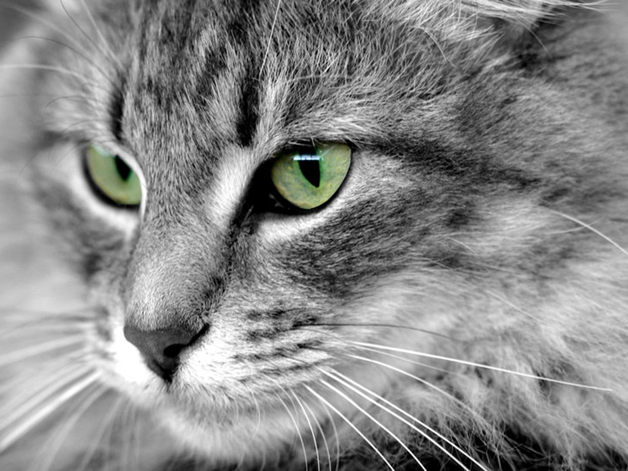 fondo de pantalla de cara de gato,gato,bigotes,gatos pequeños a medianos,felidae,ojo