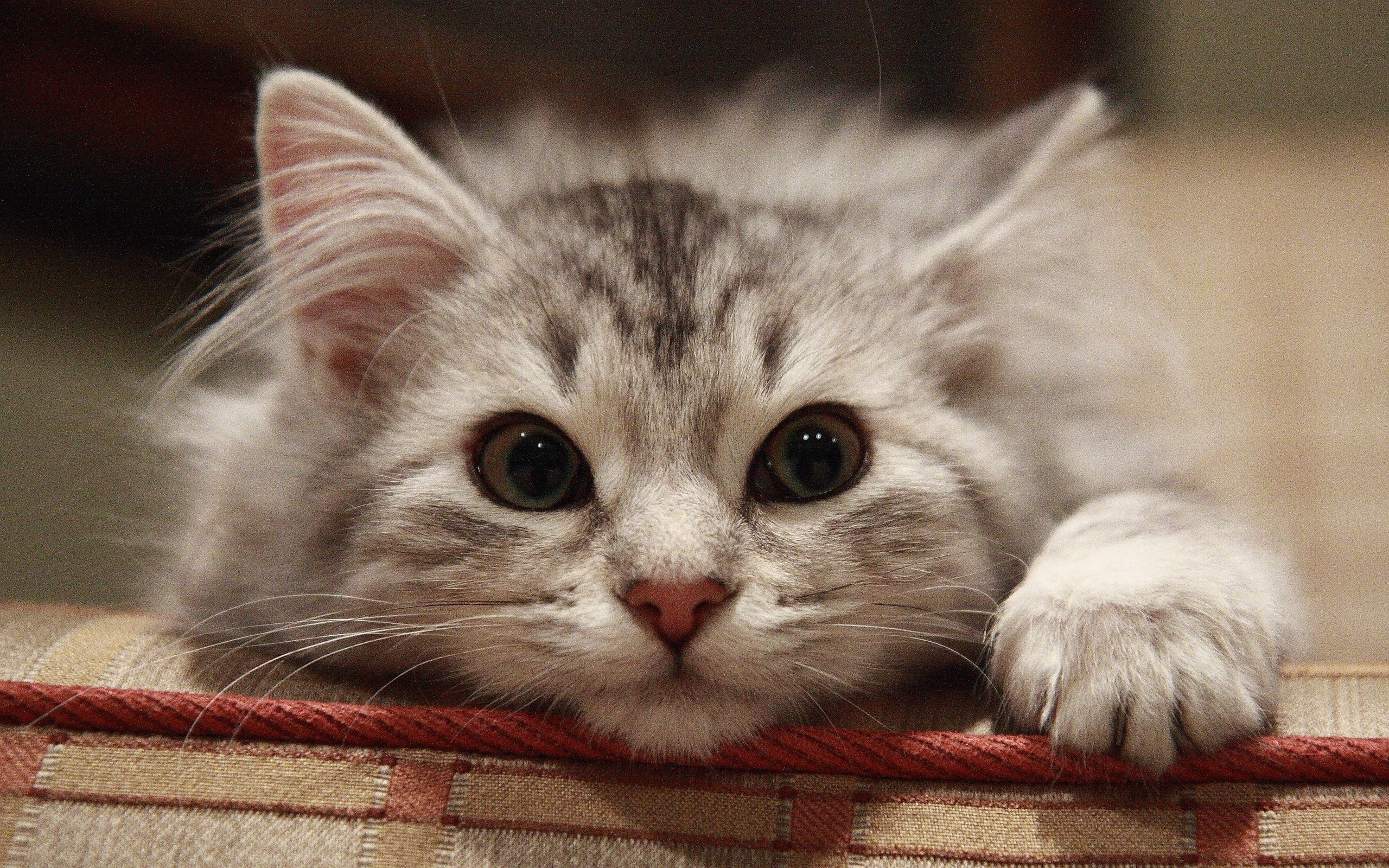 고양이 얼굴 벽지,고양이,중소형 고양이,구레나룻,felidae,고양이 새끼