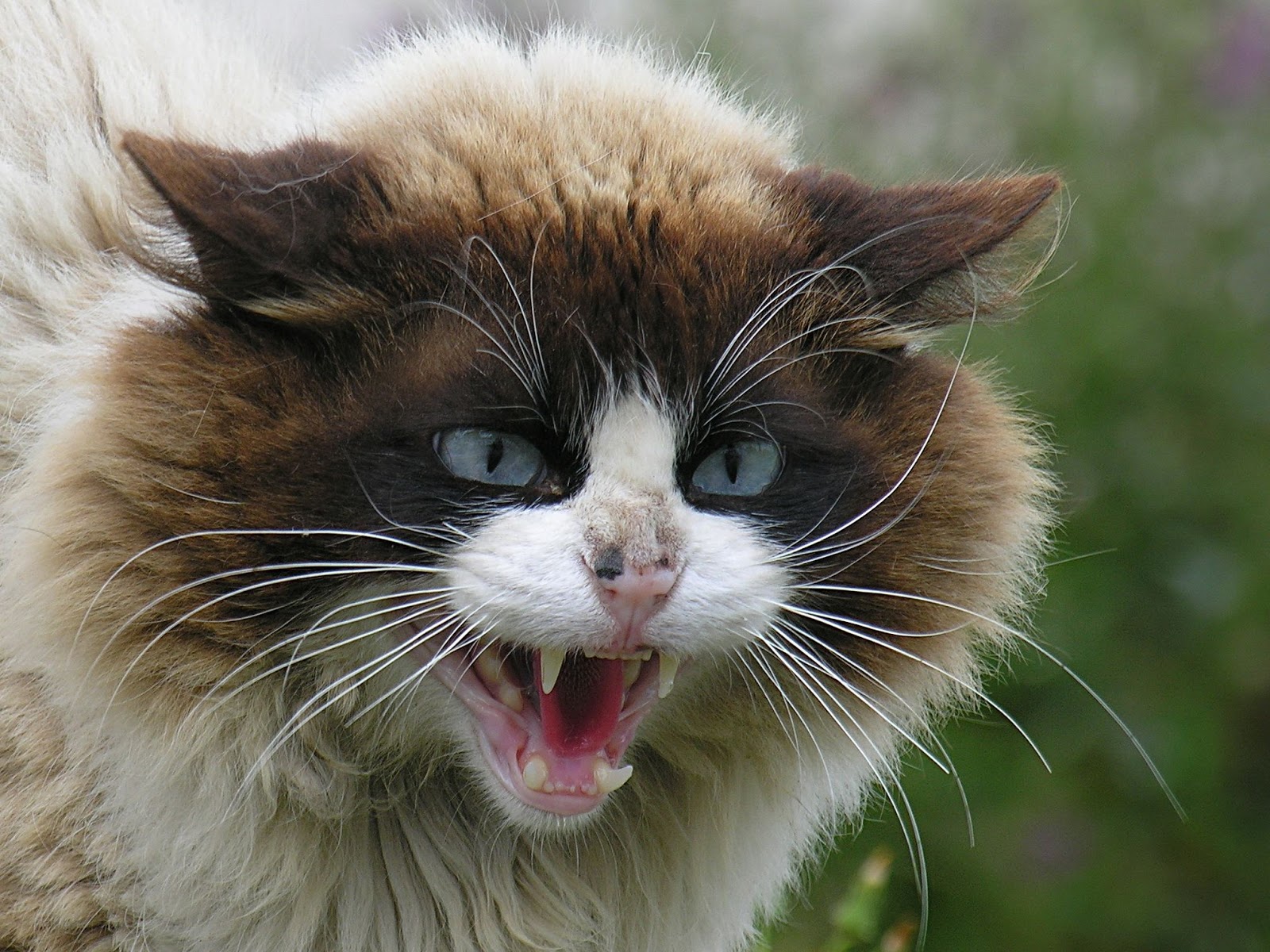 猫の顔の壁紙,ネコ,ひげ,中型から中型の猫,ネコ科,鼻