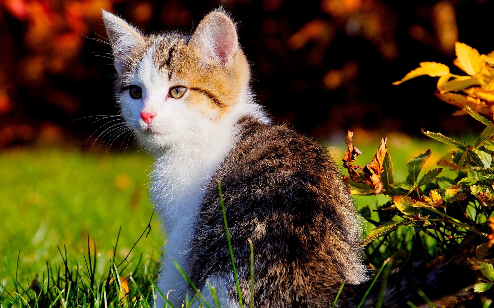 hermoso fondo de pantalla de gato y gatito,gato,gatos pequeños a medianos,bigotes,felidae,césped