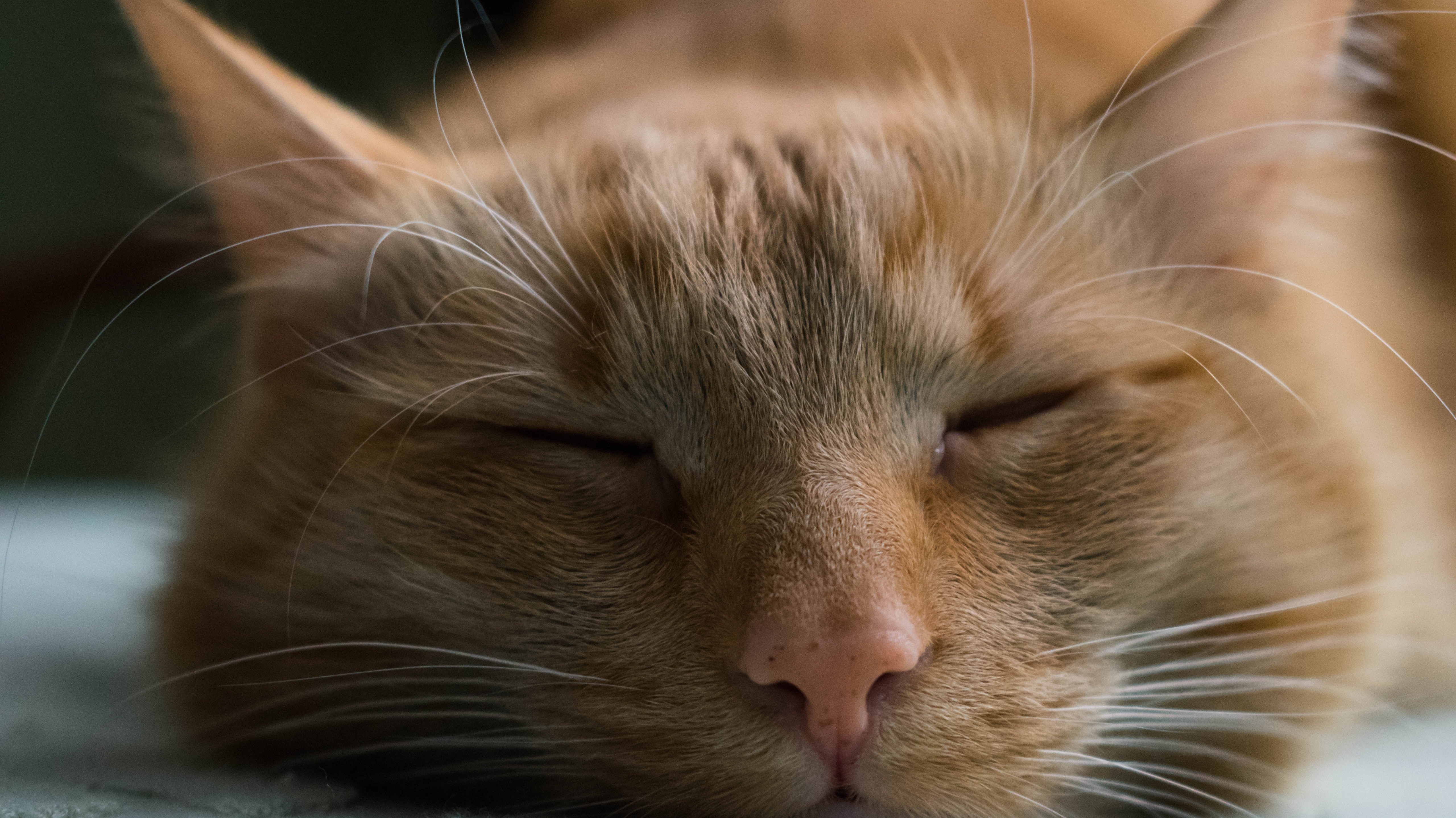 hermoso fondo de pantalla de gato y gatito,gato,bigotes,gatos pequeños a medianos,felidae,de cerca