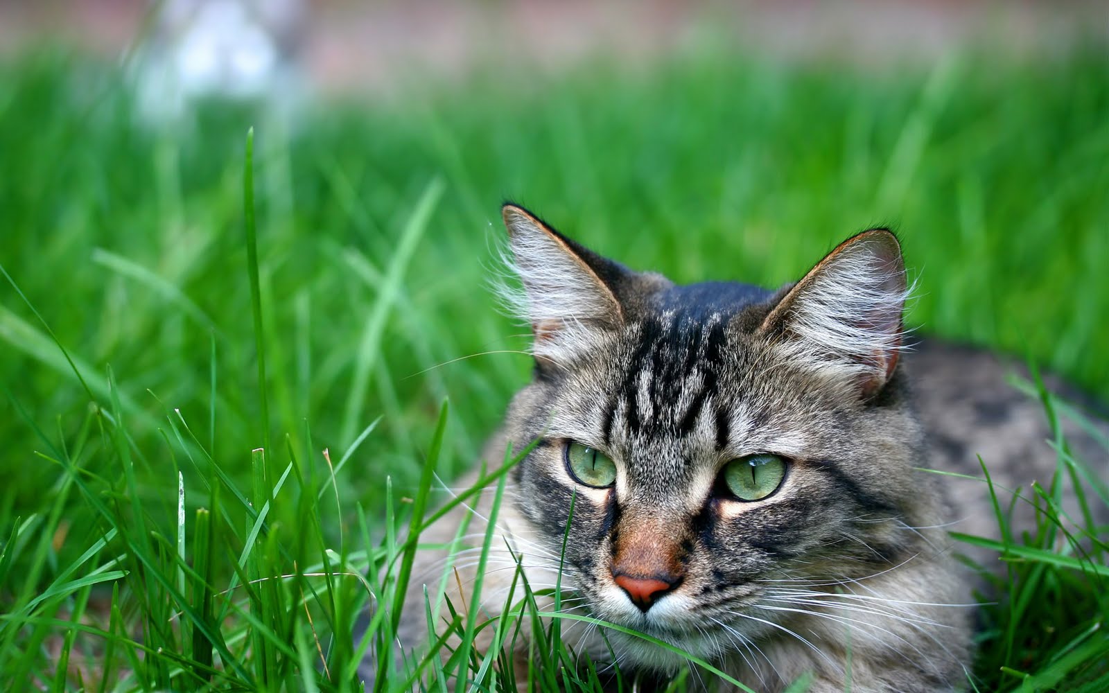 野生の猫の壁紙,ネコ,草,緑,中型から中型の猫,ネコ科