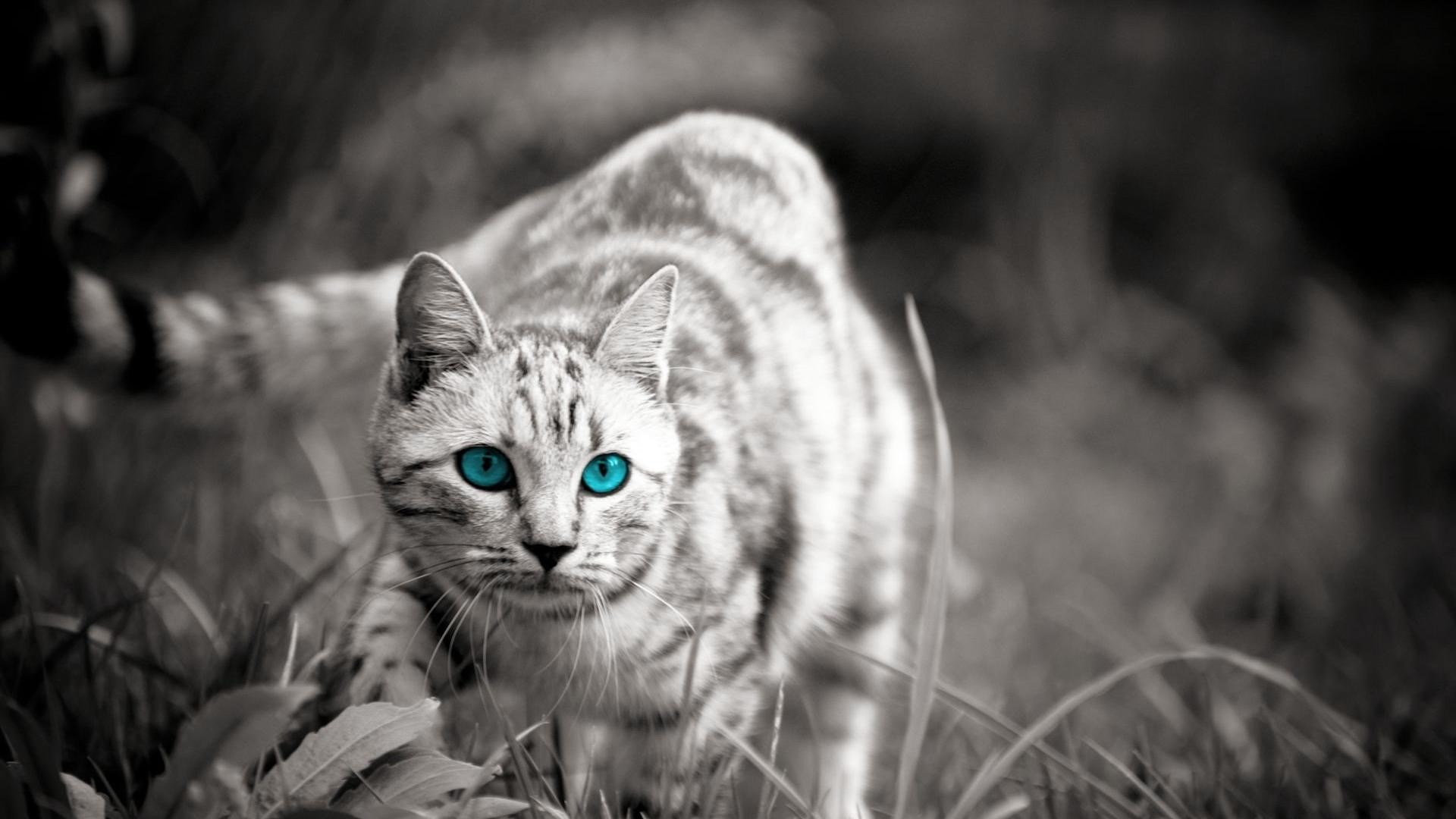 야생 고양이 벽지,고양이,구레나룻,중소형 고양이,하얀,felidae