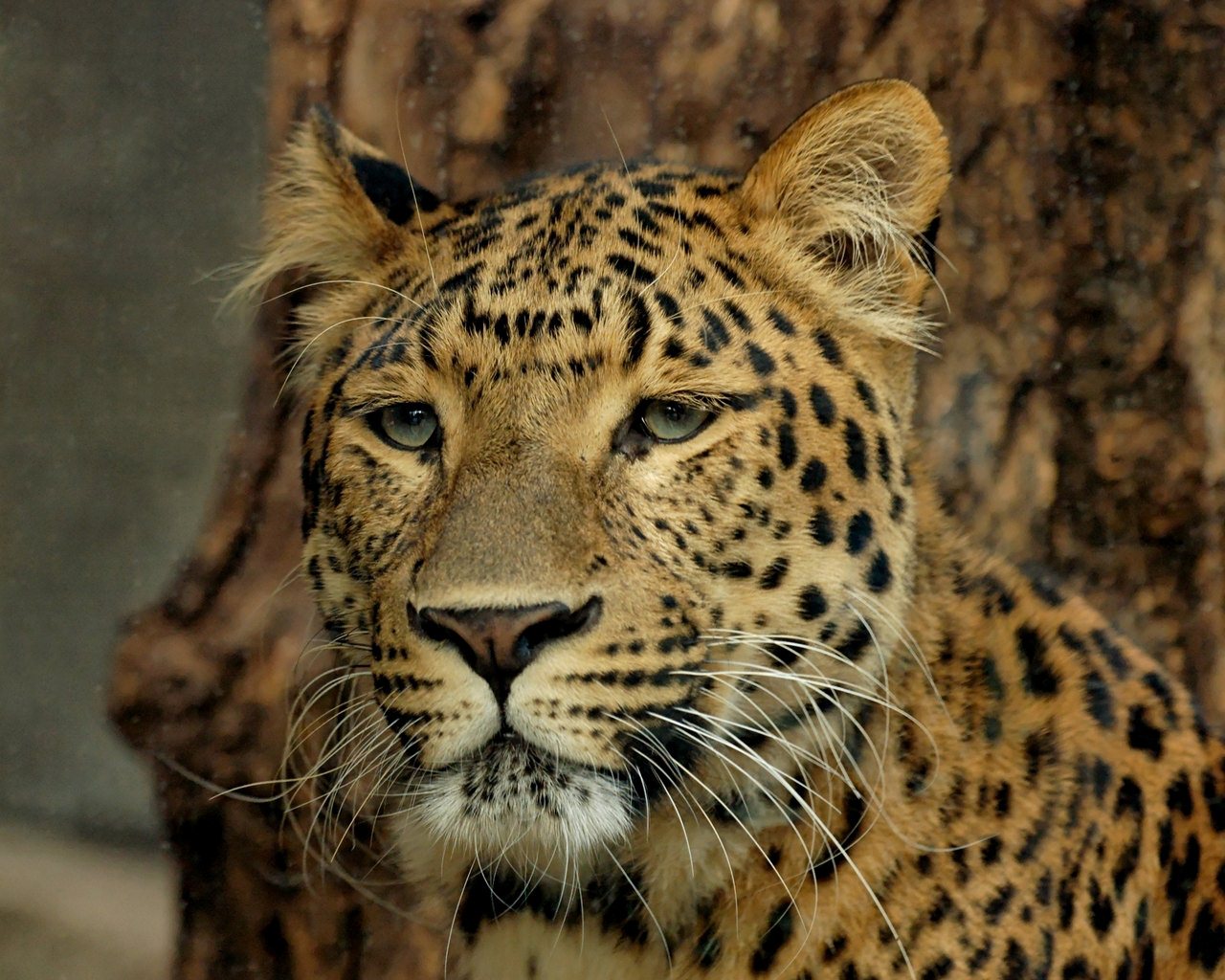 carta da parati gatto selvatico,animale terrestre,natura,leopardo,barba,felidae
