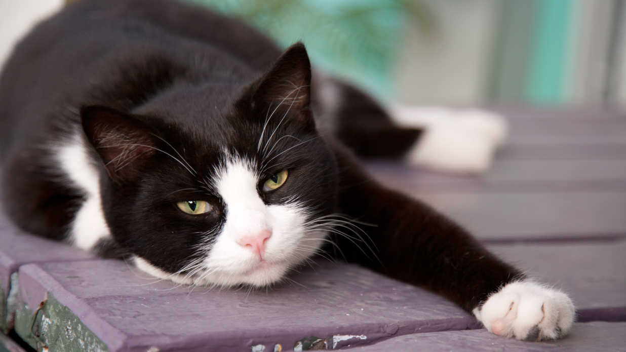 carta da parati gatto bianco e nero,gatto,gatti di piccola e media taglia,barba,felidae,gatto domestico a pelo corto