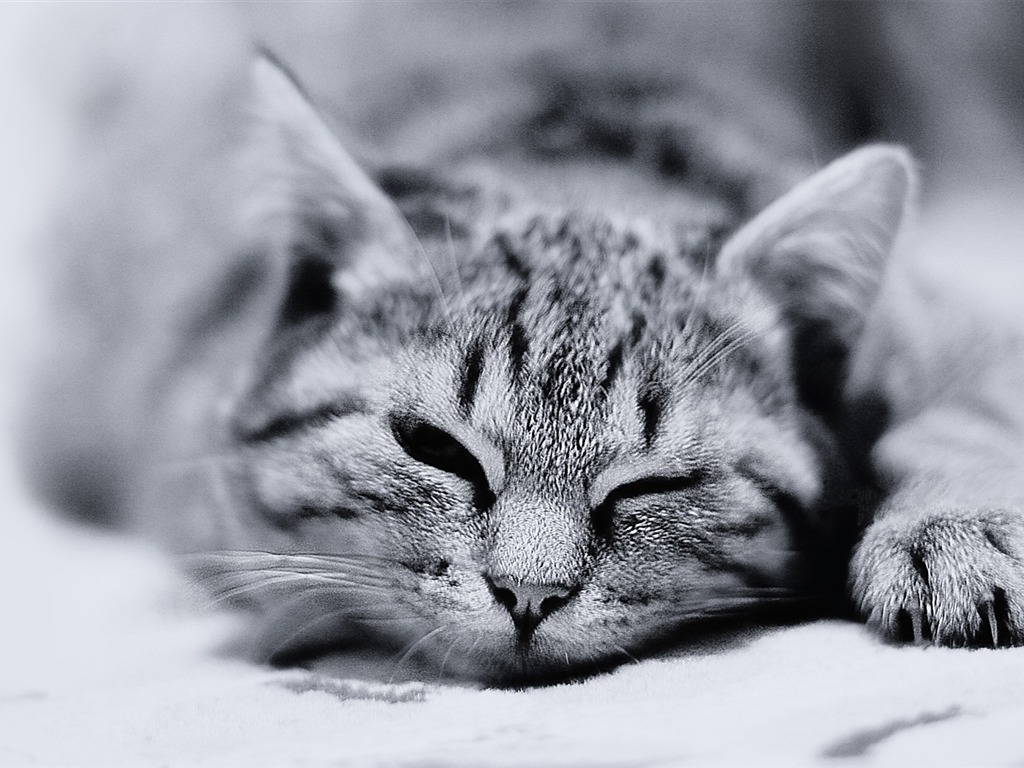 papel pintado gato blanco y negro,gato,gatos pequeños a medianos,en blanco y negro,felidae,bigotes