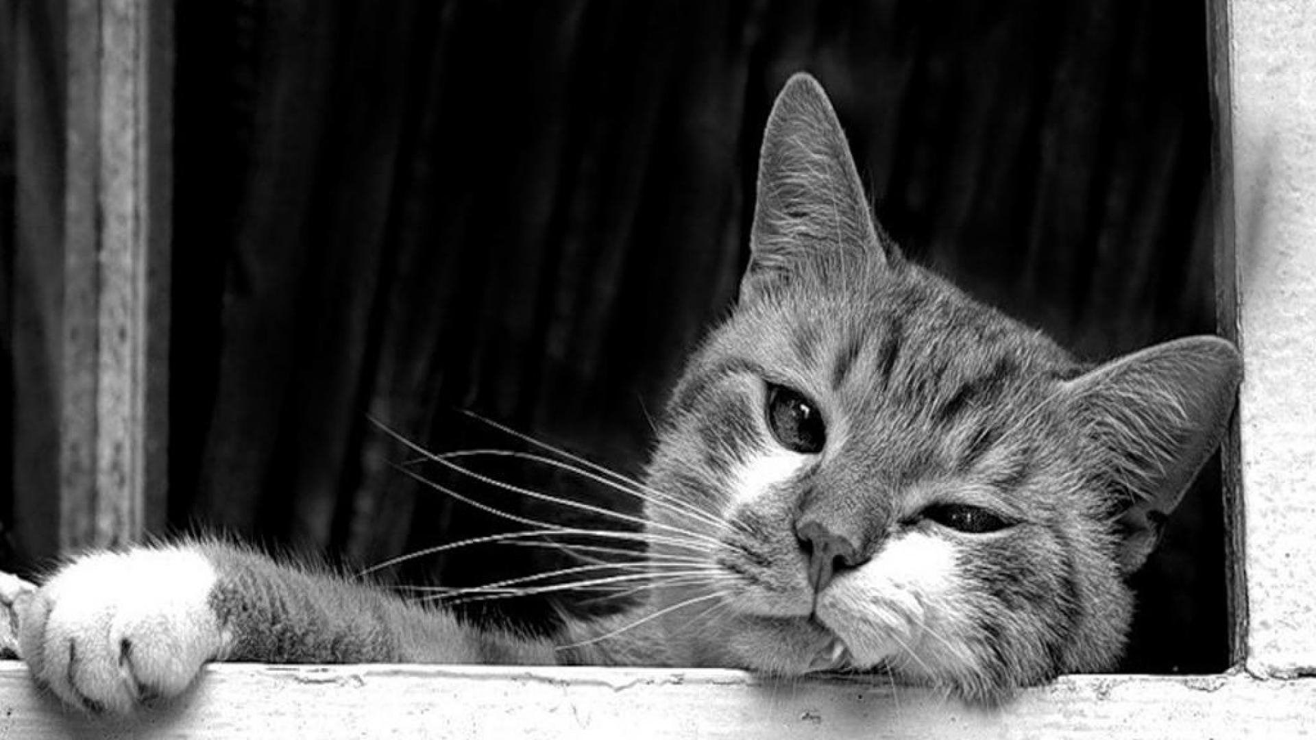 gato fondo de pantalla 1920x1080,gato,bigotes,gatos pequeños a medianos,felidae,en blanco y negro