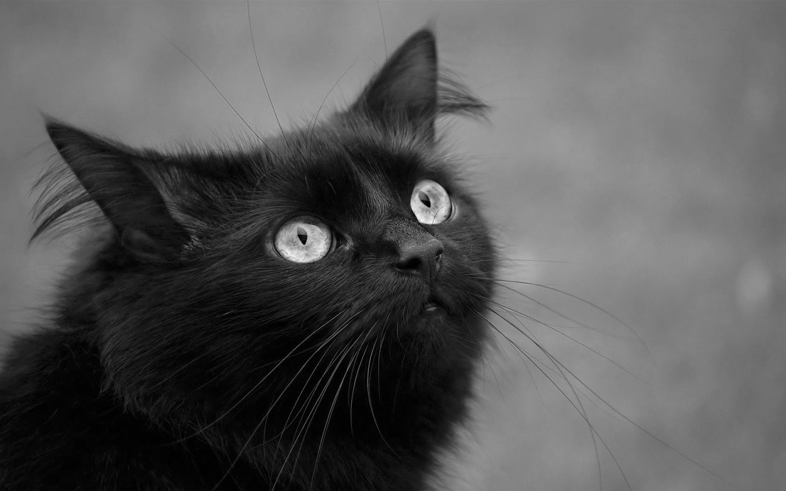 흑백 고양이 벽지,고양이,검은 고양이,중소형 고양이,구레나룻,felidae