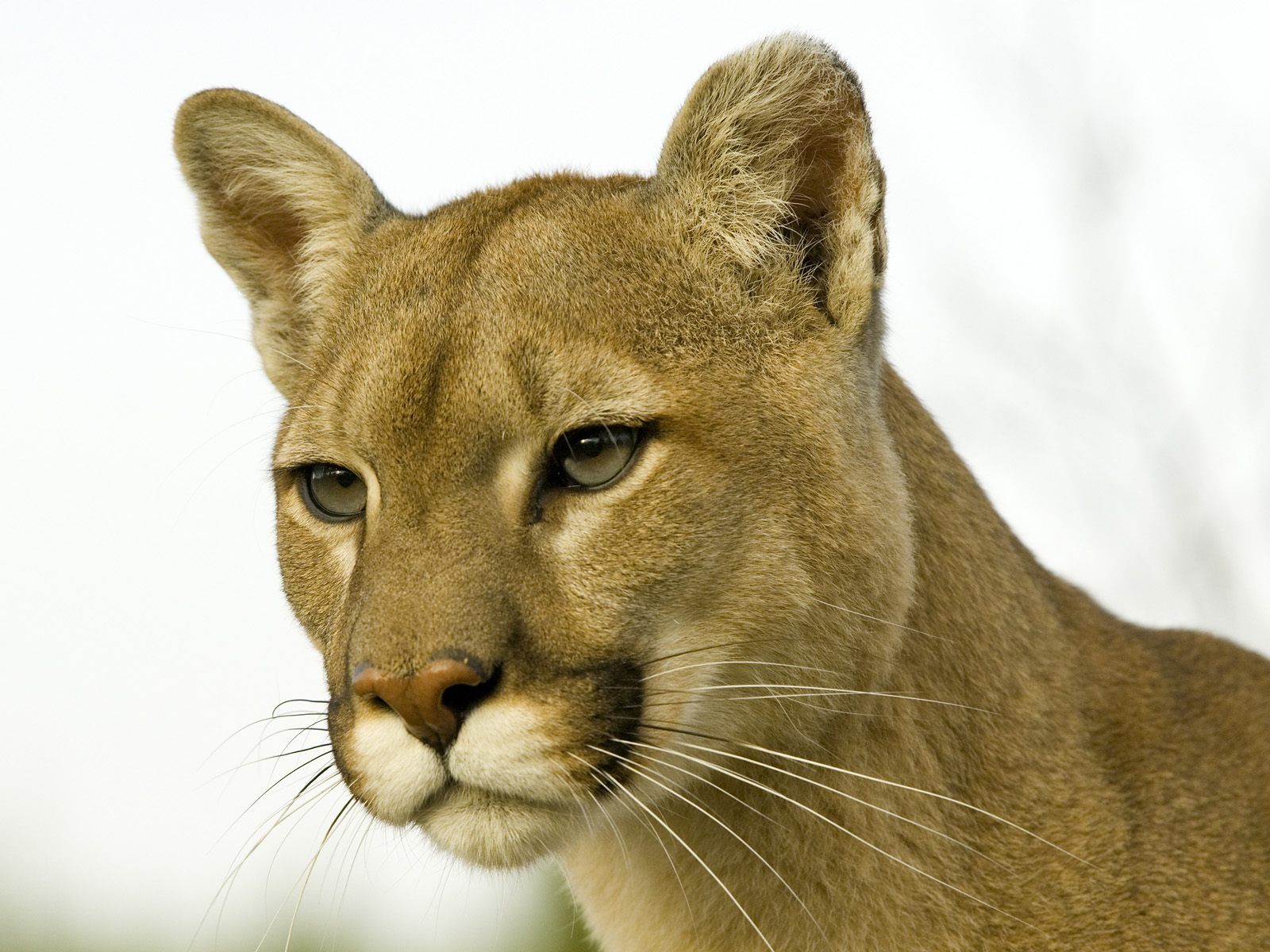 野生の猫の壁紙,野生動物,陸生動物,ネコ科,プーマ,クーガー