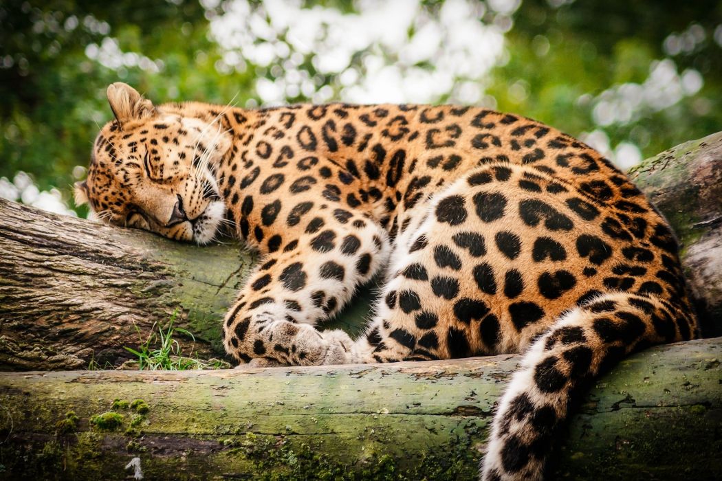 carta da parati gatto selvatico,animale terrestre,natura,giaguaro,leopardo,felidae