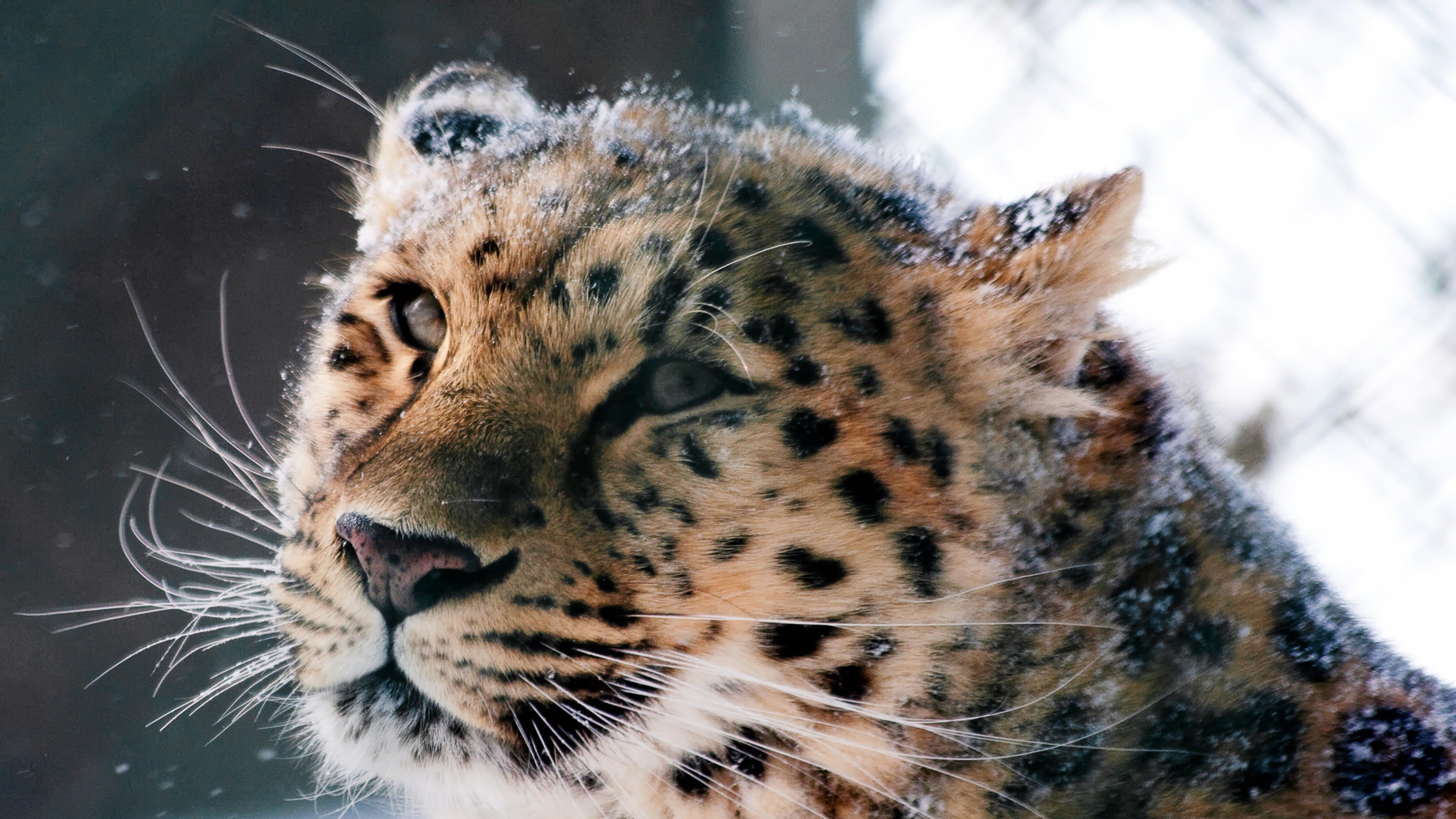 carta da parati gatto selvatico,animale terrestre,natura,barba,leopardo,felidae