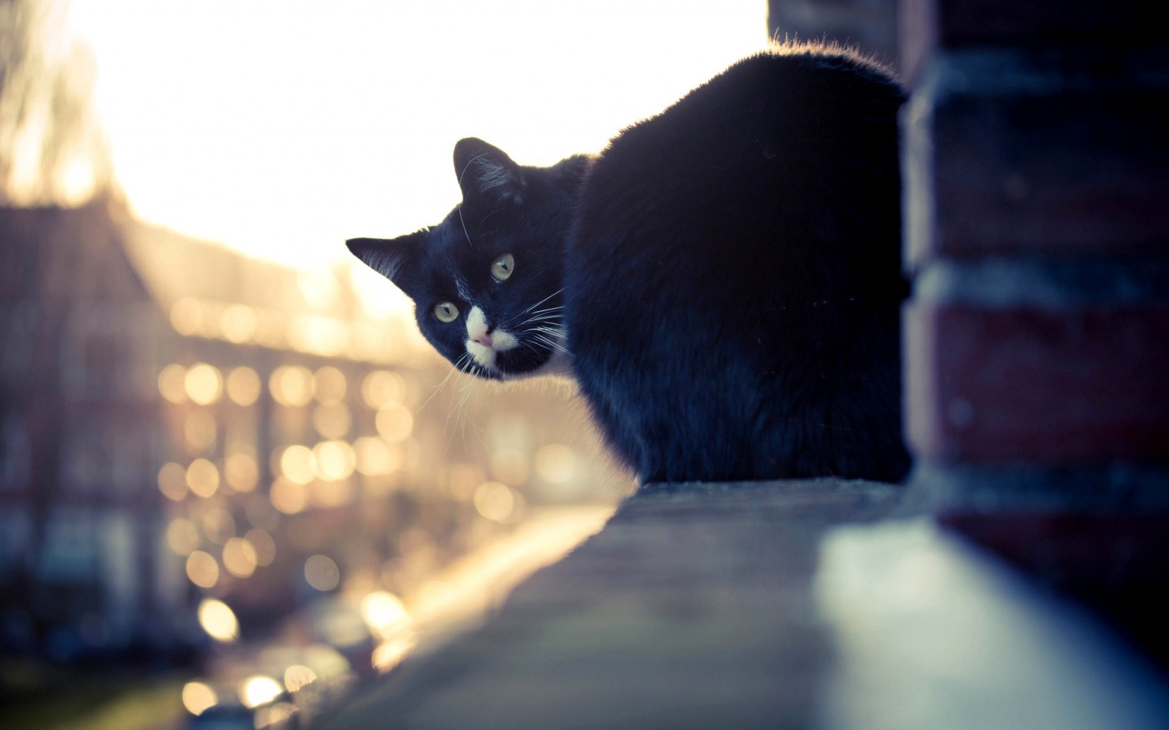 fond d'écran chat noir et blanc,chat,noir,chats de petite à moyenne taille,félidés,moustaches