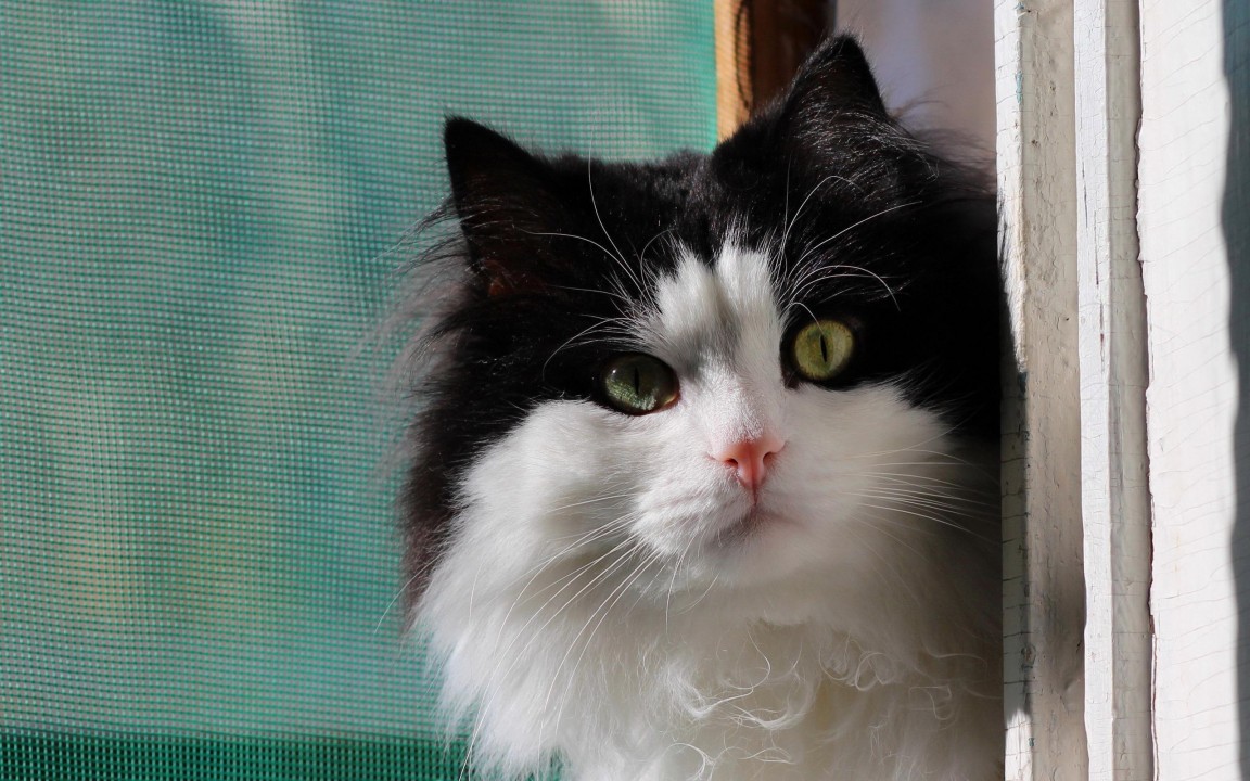 papel pintado gato blanco y negro,gato,gatos pequeños a medianos,bigotes,felidae,gato del bosque noruego