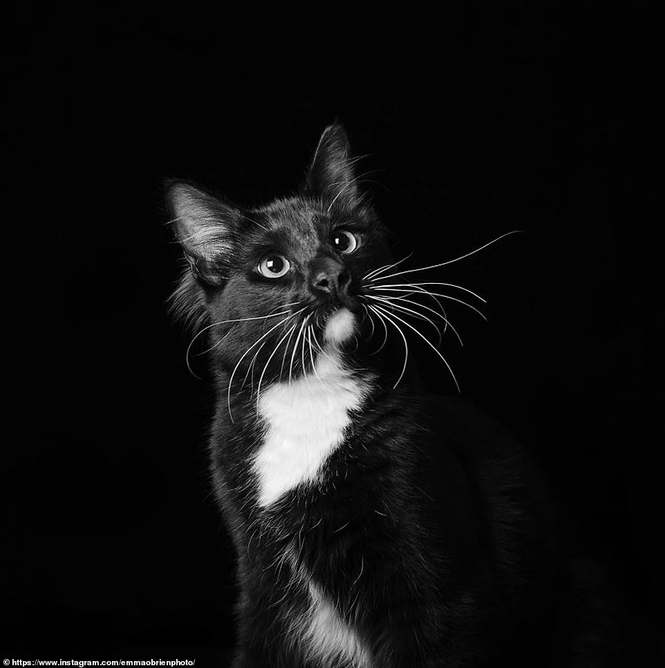 carta da parati gatto bianco e nero,gatto,barba,gatti di piccola e media taglia,bianco e nero,felidae