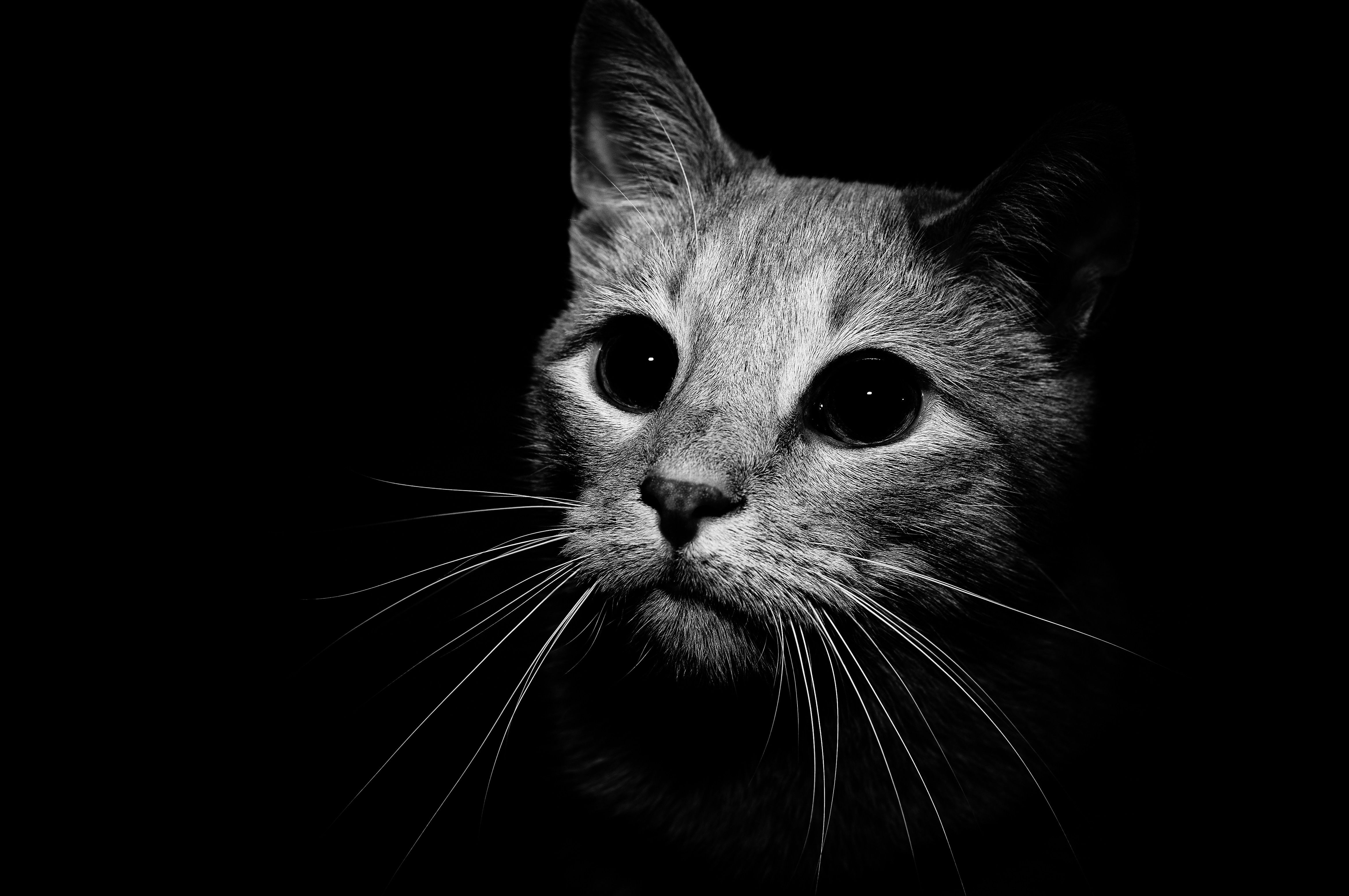 black and white cat wallpaper,cat,whiskers,black,small to medium sized cats,black and white