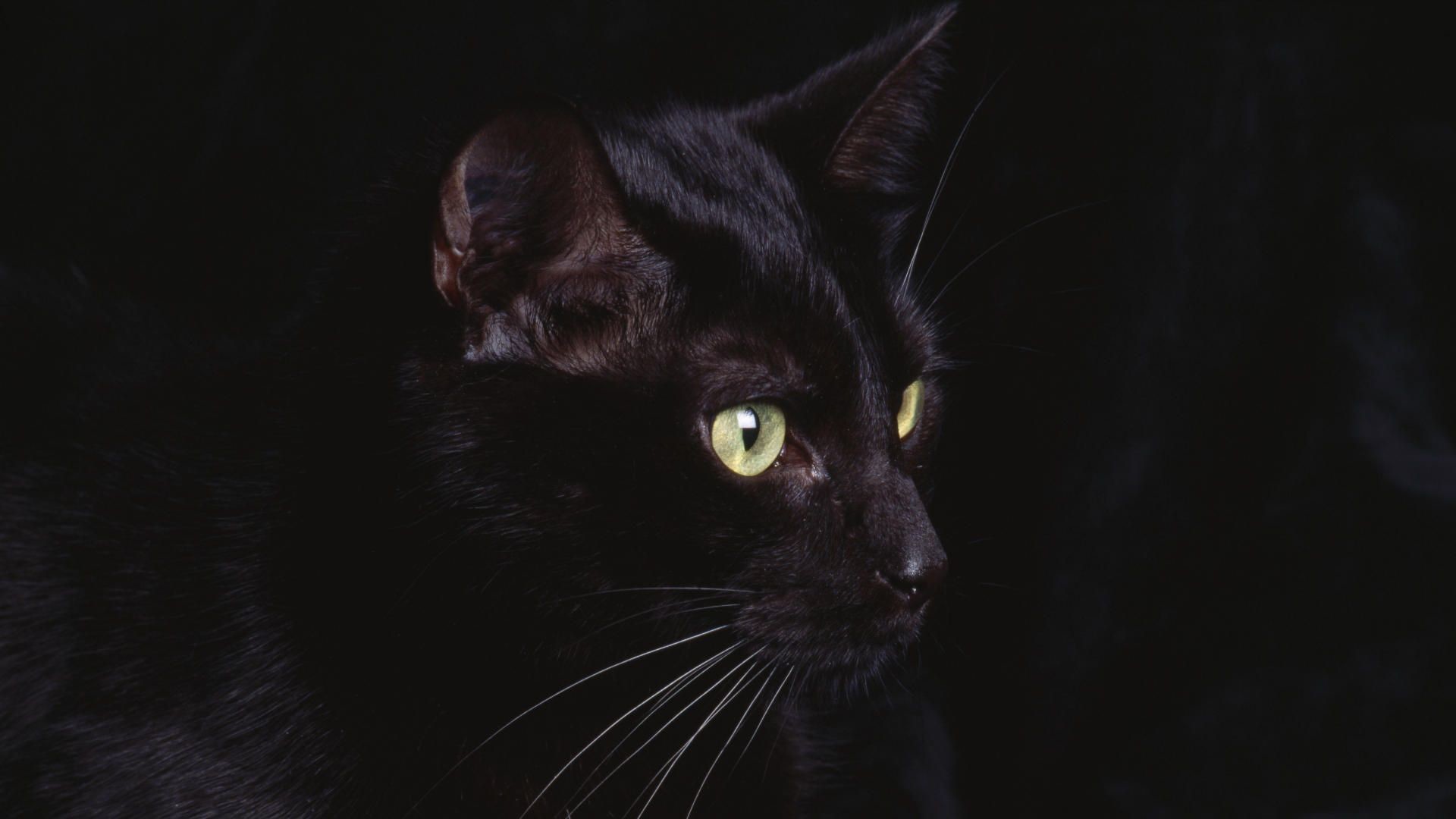 黒と白の猫の壁紙,ネコ,黒猫,中型から中型の猫,黒,ネコ科