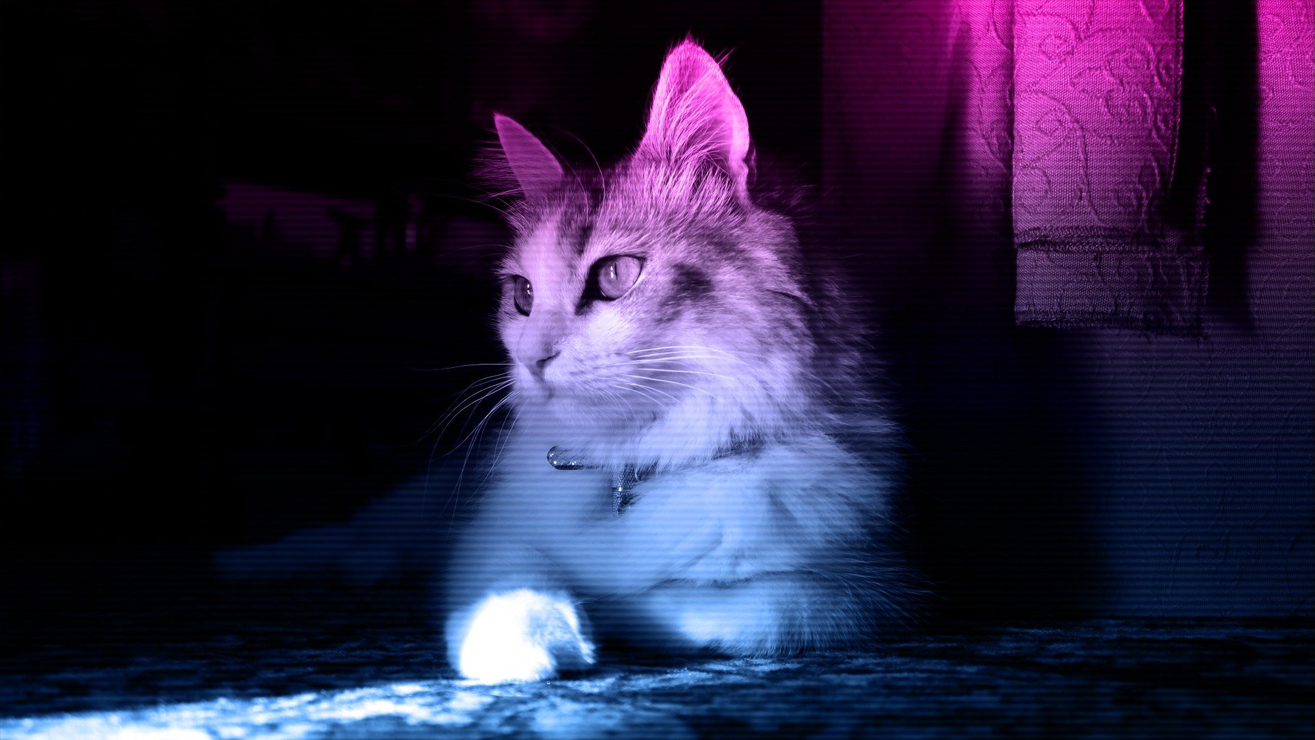 gato imágenes fondos de pantalla,gato,bigotes,gatos pequeños a medianos,felidae,ligero
