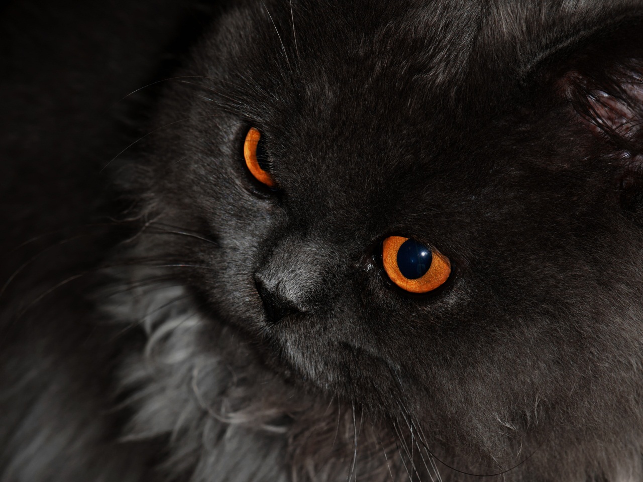 cat images wallpaper,cat,black cat,felidae,whiskers,small to medium sized cats